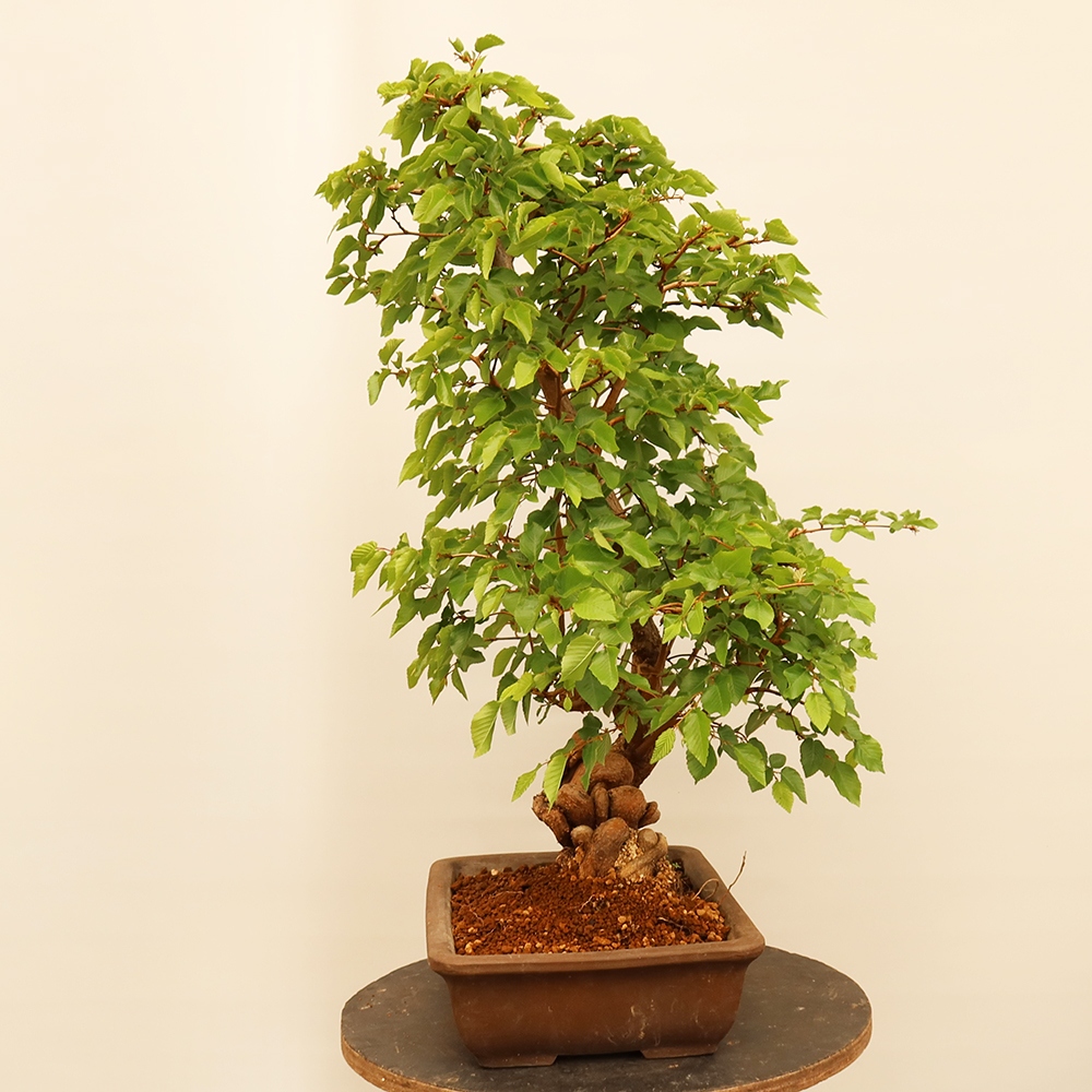 Vonkajší bonsai -Carpinus Coreana - Hrab kórejský
