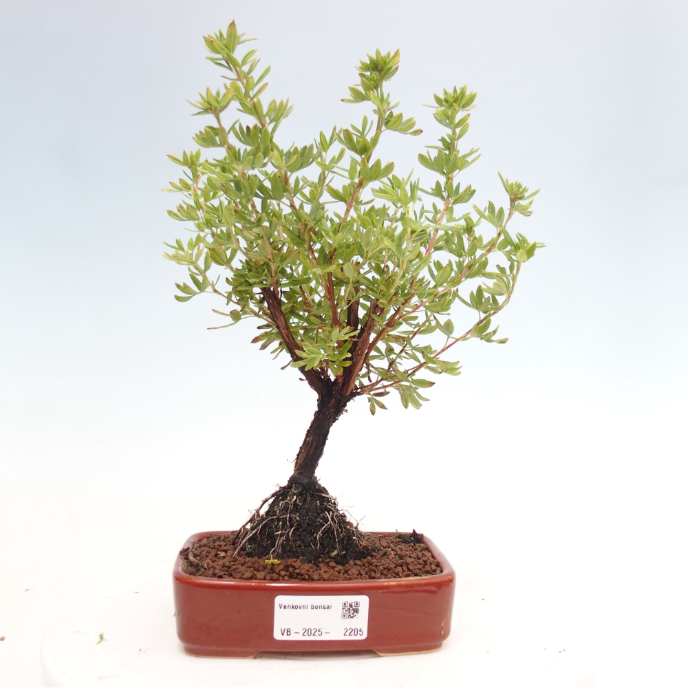 Vonkajšia bonsai-Nátržník krovitá - potentila fruticosa yellow Bird