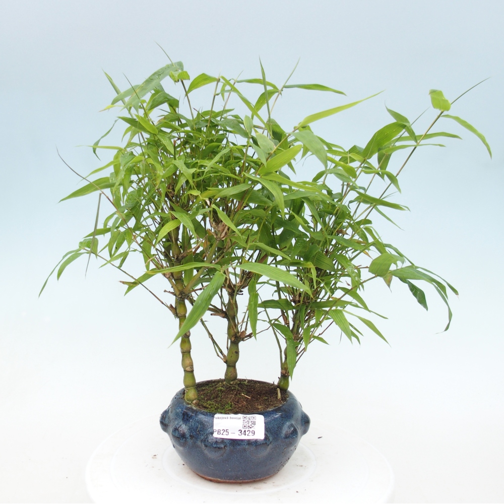 Izbové bonsaje - Bambusové brucho - Bambusové brucho