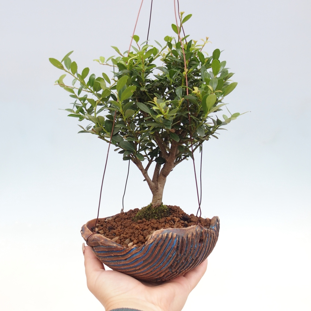 Kokedama v keramike - Ilex crenata - Cezmína