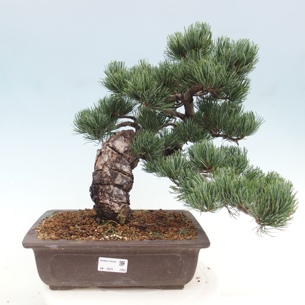 Vonkajšie bonsai - Pinus parviflora - Borovica drobnokvetá