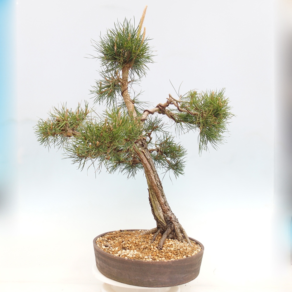 Vonkajšie bonsaje - Pinus thunbergii - borovica Thunbergova
