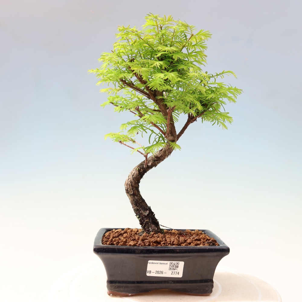 Vonkajšie bonsaje - Metasequoia glyptostroboides - čínska metasekvoja