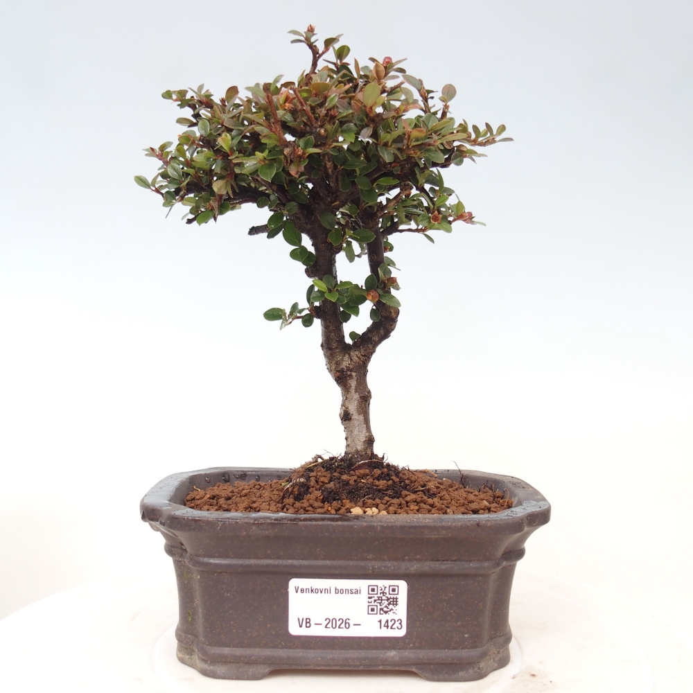 Vonkajšie bonsaje - Cotoneaster horizontalis - Skalnaté hory