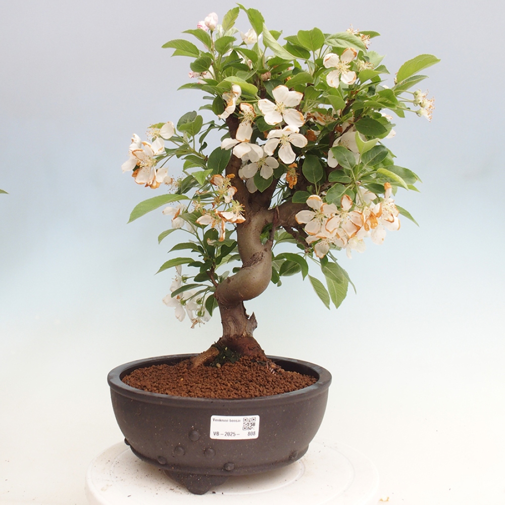 Vonkajší bonsai -Malus halliana - Maloplodá jabloň
