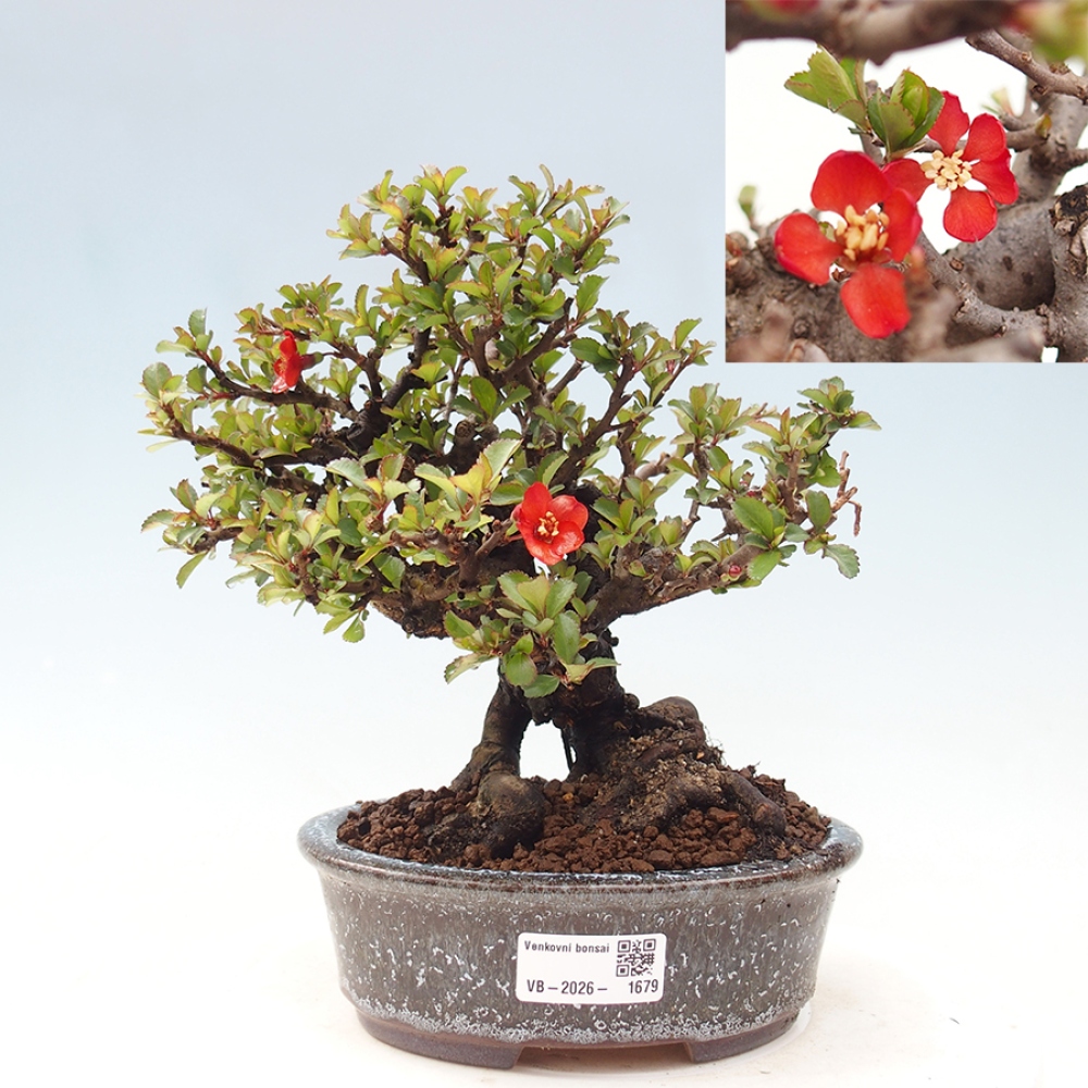 Vonkajšie bonsaje - Chaneomeles speciosa - Kdoule