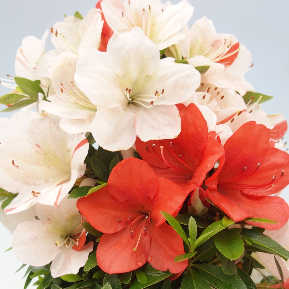 Vonkajší bonsai - Japonská azalka -  Azalea Asazakura