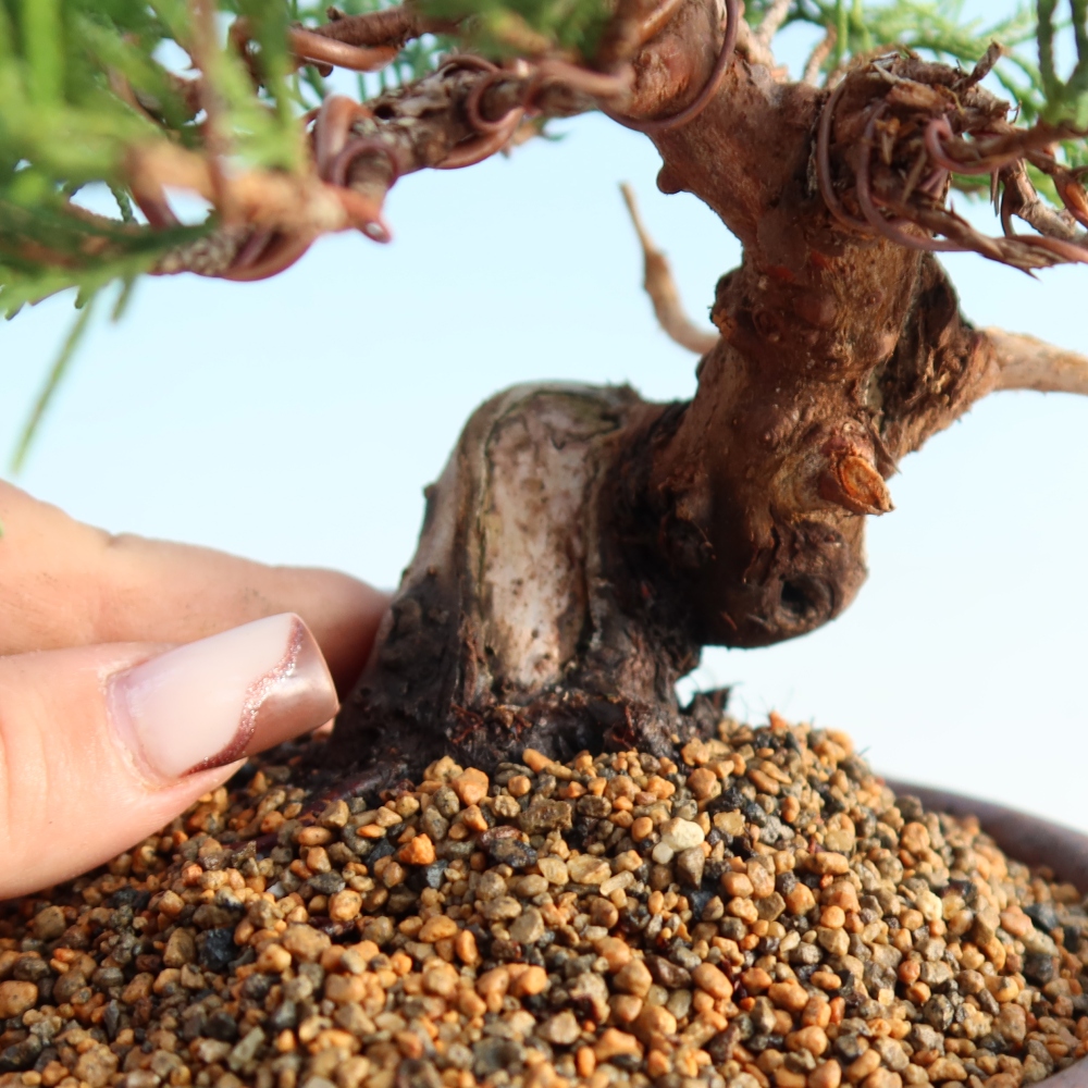 Vonkajší bonsai - Juniperus chinensis Itoigawa -Jalovec čínsky