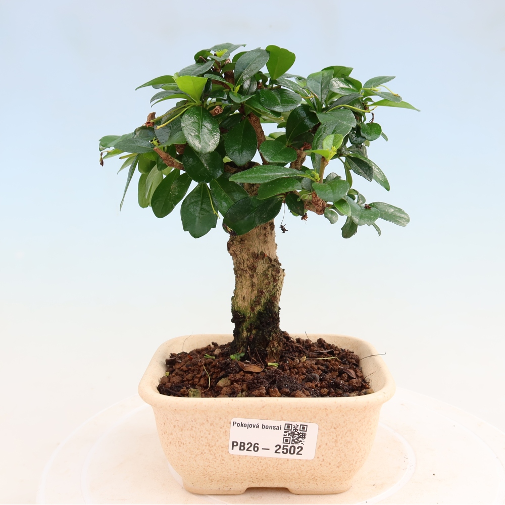 Izbové bonsaje - Carmona macrophylla - Tea fuki