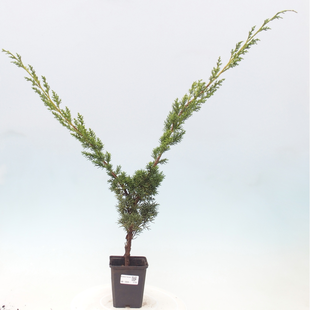 Vonkajší bonsaj - Juniperus chinensis Kishu