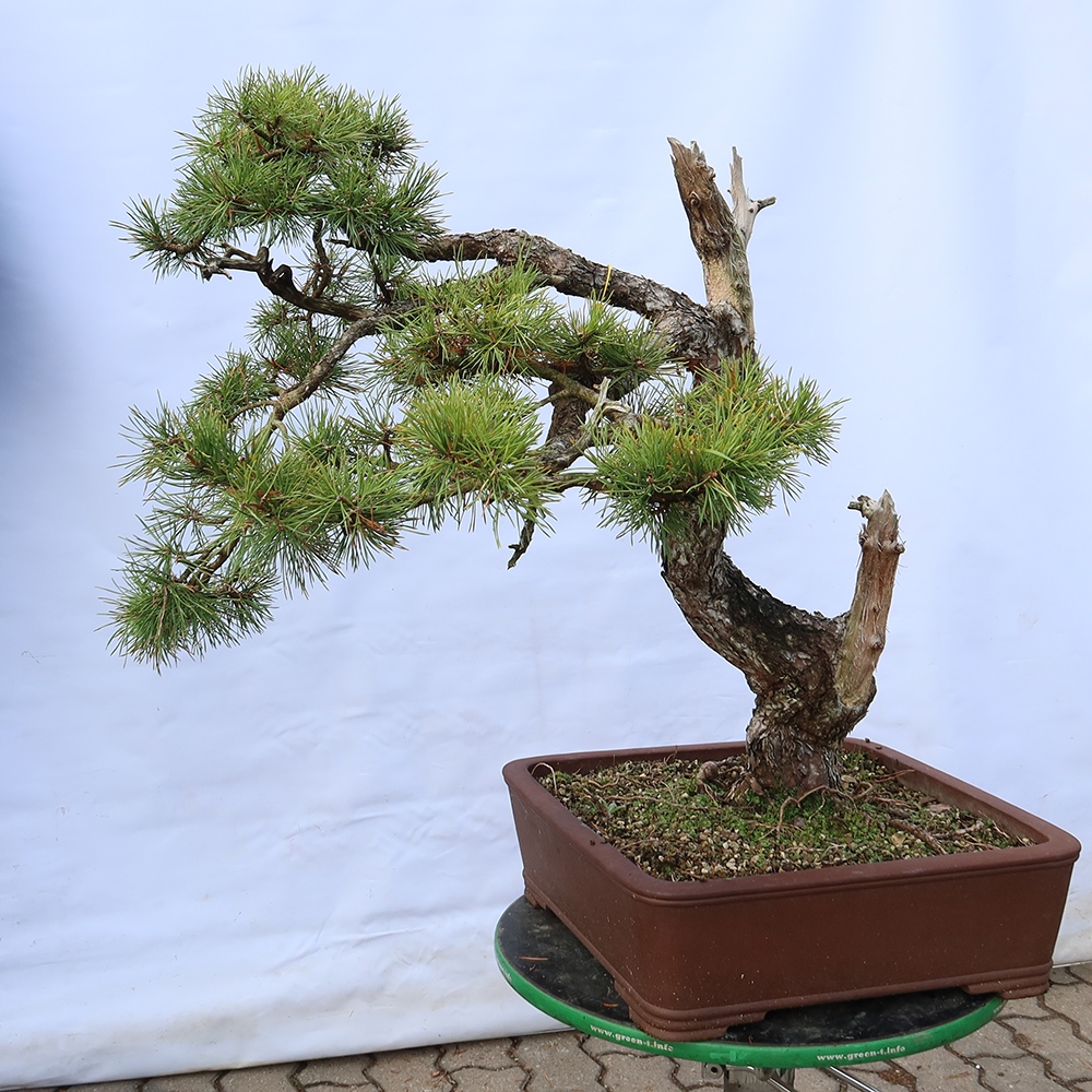 Pinus sylvestris Španielsko – borovica lesná
