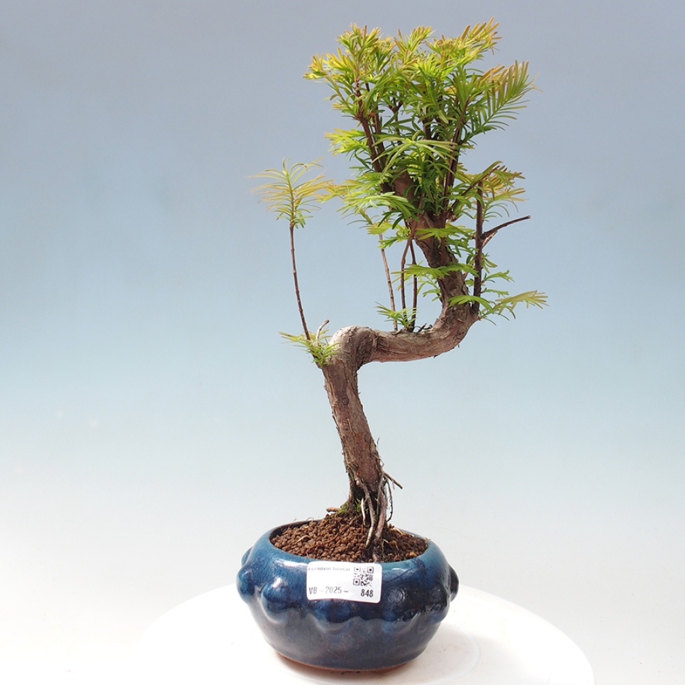 Vonkajšie bonsai - Metasequoia glyptostroboides - Metasekvoja Čínska