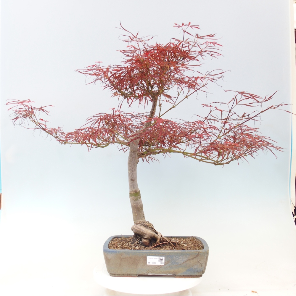 Vonkajší bonsaj - Acer palmatum RED PYGMY