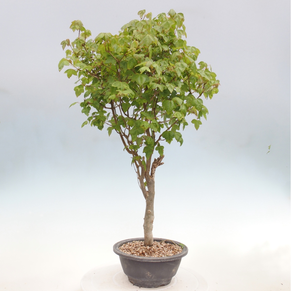 Vonkajšia bonsaj - Acer Buergerianum - Hamburgerový javor