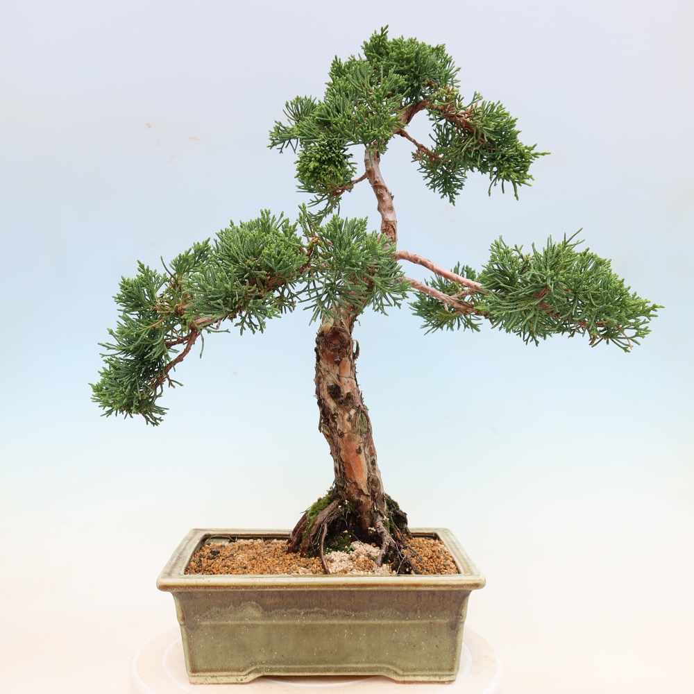 Vonkajší bonsaj - Juniperus chinensis Kishu