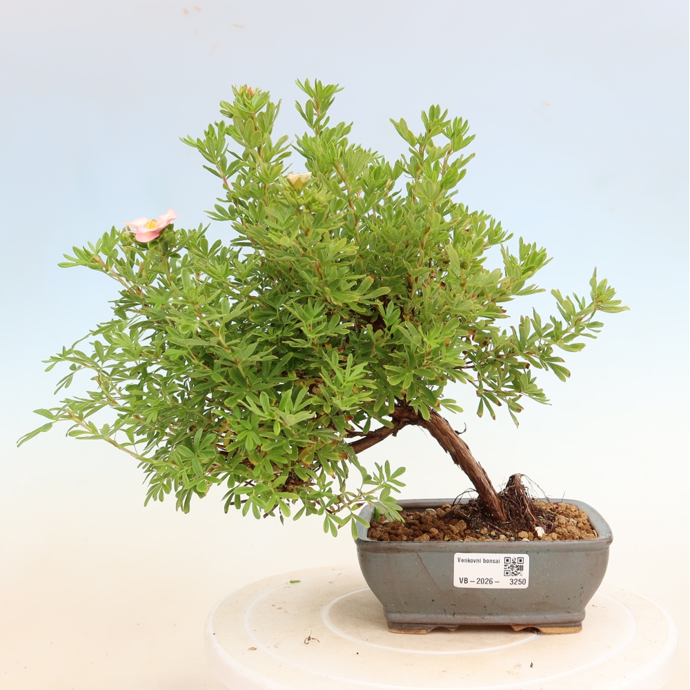 Vonkajší bonsai – Potentila fruticosa – Potentila fruticosa Bellissima