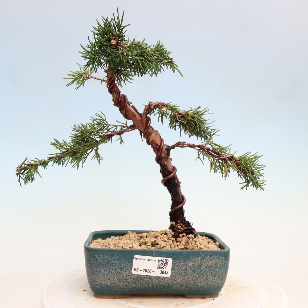 Vonkajší bonsaj - Juniperus chinensis Kishu