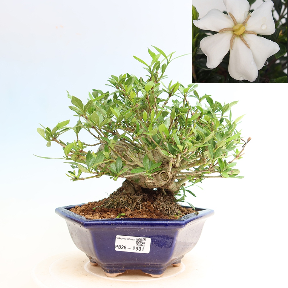 Izba bonsai – Gardenia jasminoides – Gardenia