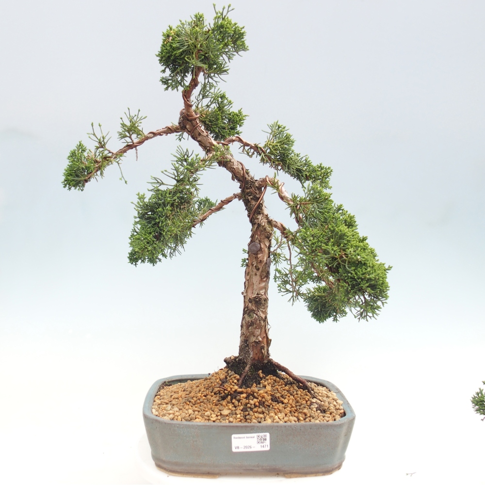 Vonkajší bonsaj - Juniperus chinensis Kishu