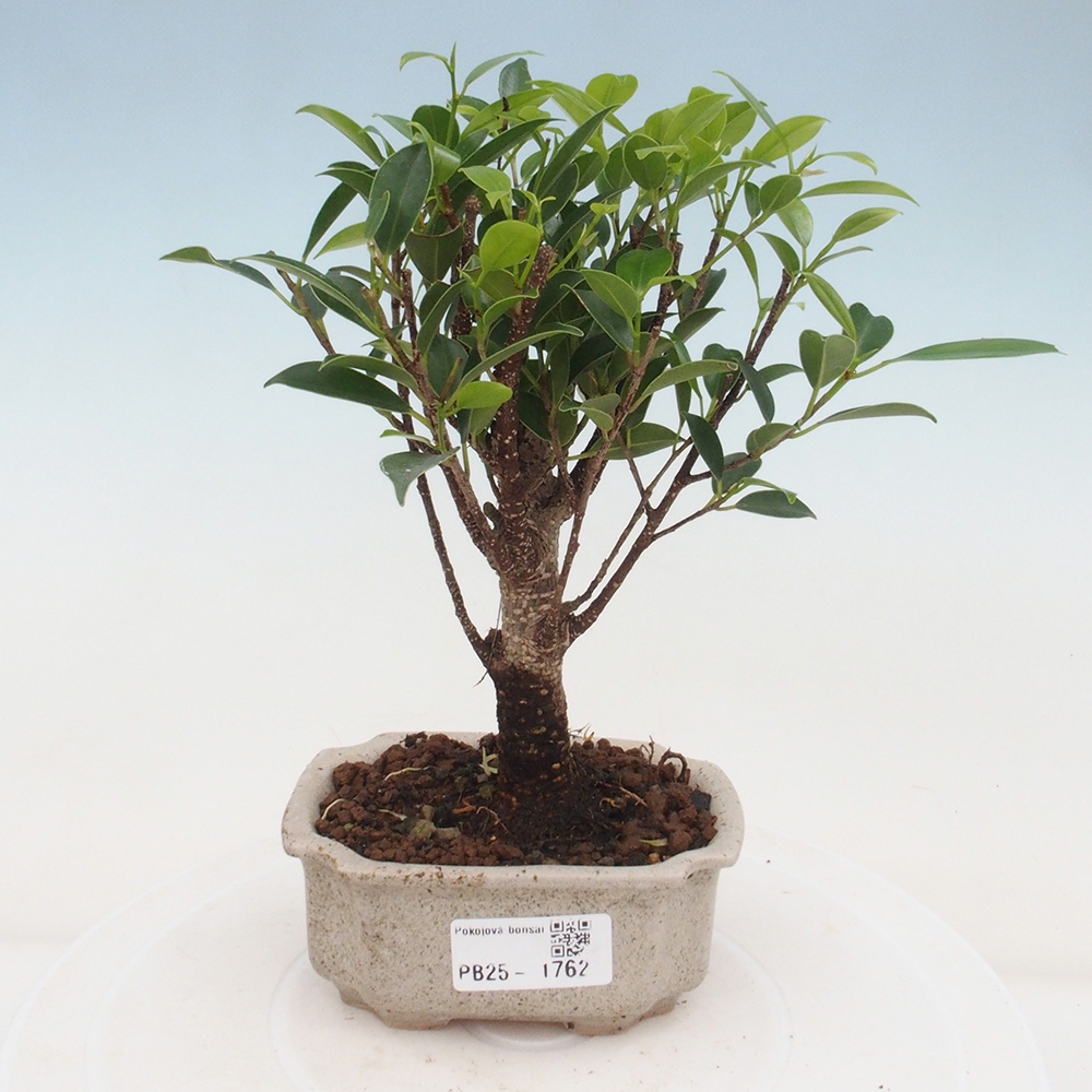 Izbová bonsai - Malolistý fikus - Ficus kimmen