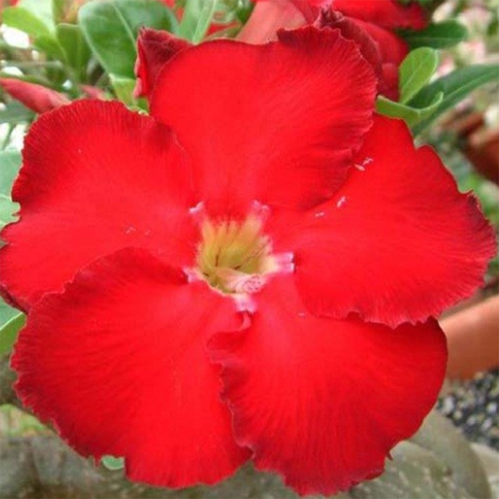 Izba bonsai – Adenium obesum Red Star – Púštna ruža
