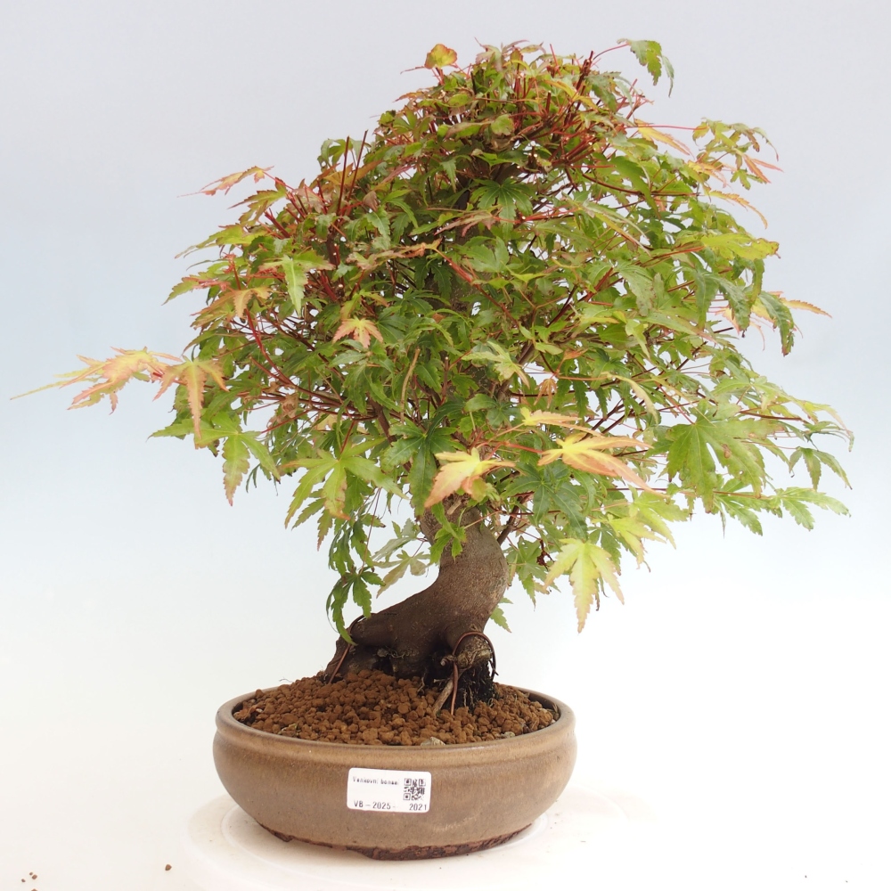 Vonkajší bonsai - Javor dlanitolistý - Acer palmatum