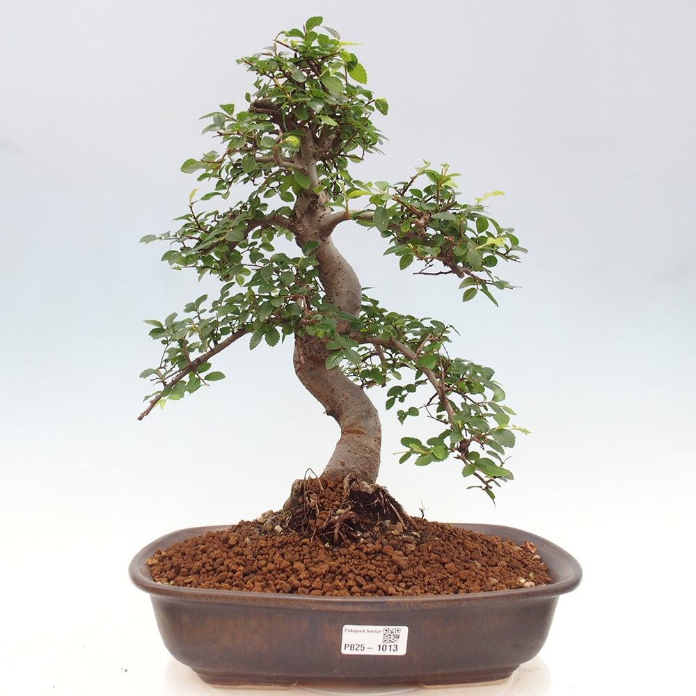 Izbová bonsai - Ulmus parvifolia - Malolistý brest