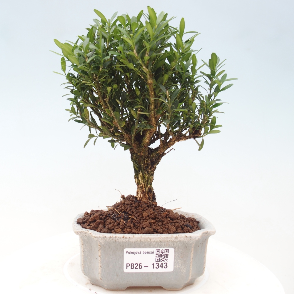 Izbové bonsaje - Buxus harlandii - korkový buxus