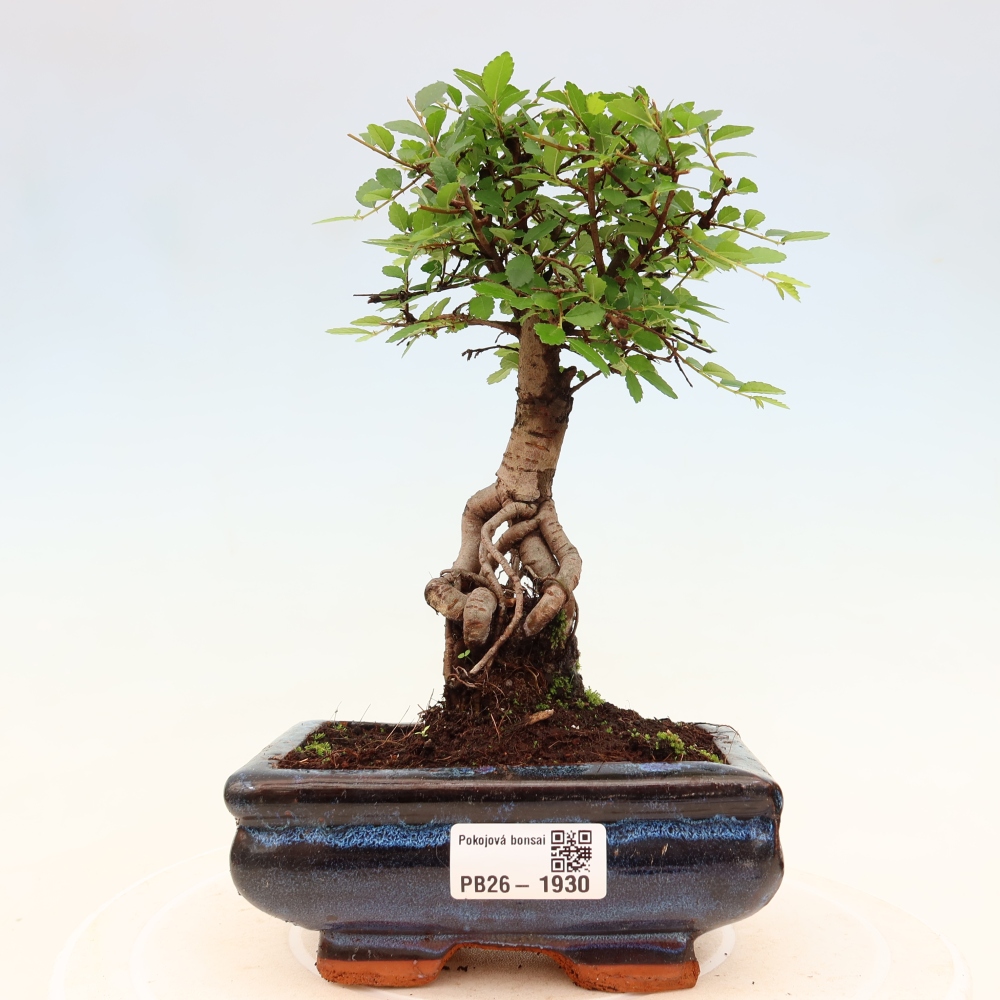 Izbový bonsaj - Ulmus parvifolia - brest malolistý