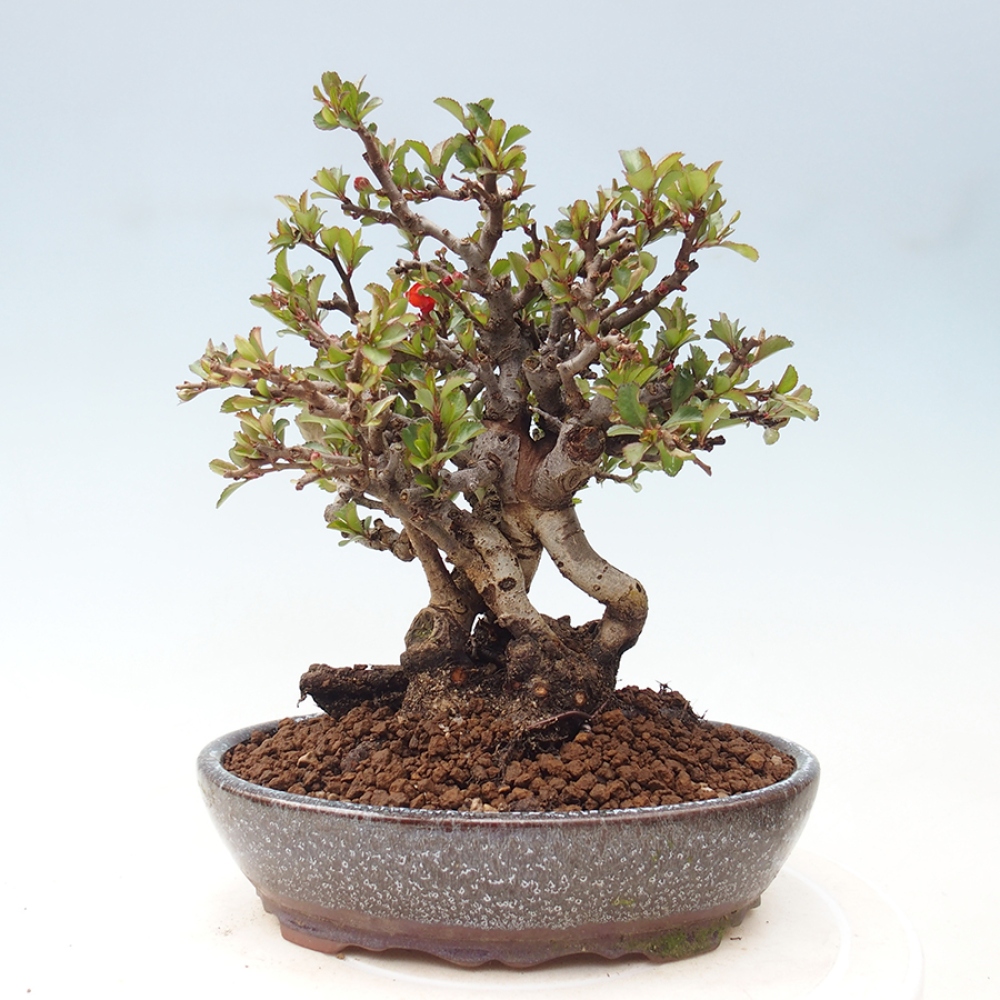 Vonkajšie bonsaje - Chaneomeles speciosa - Kdoule