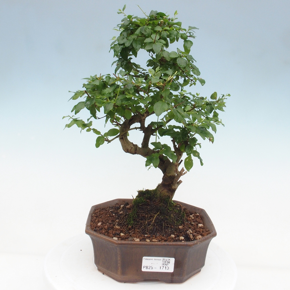 Izbová bonsai -Ligustrum chinensis - Vtáčí zob