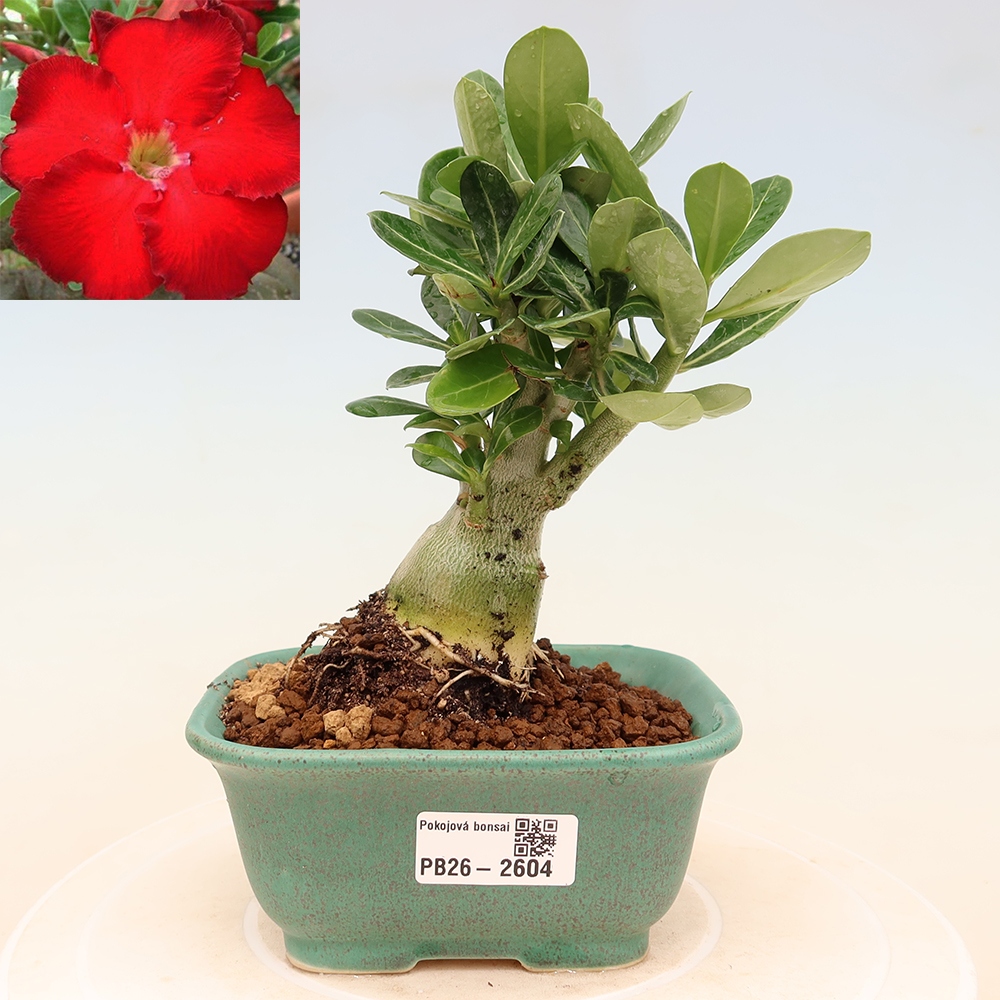 Izba bonsai – Adenium obesum Red Star – Púštna ruža