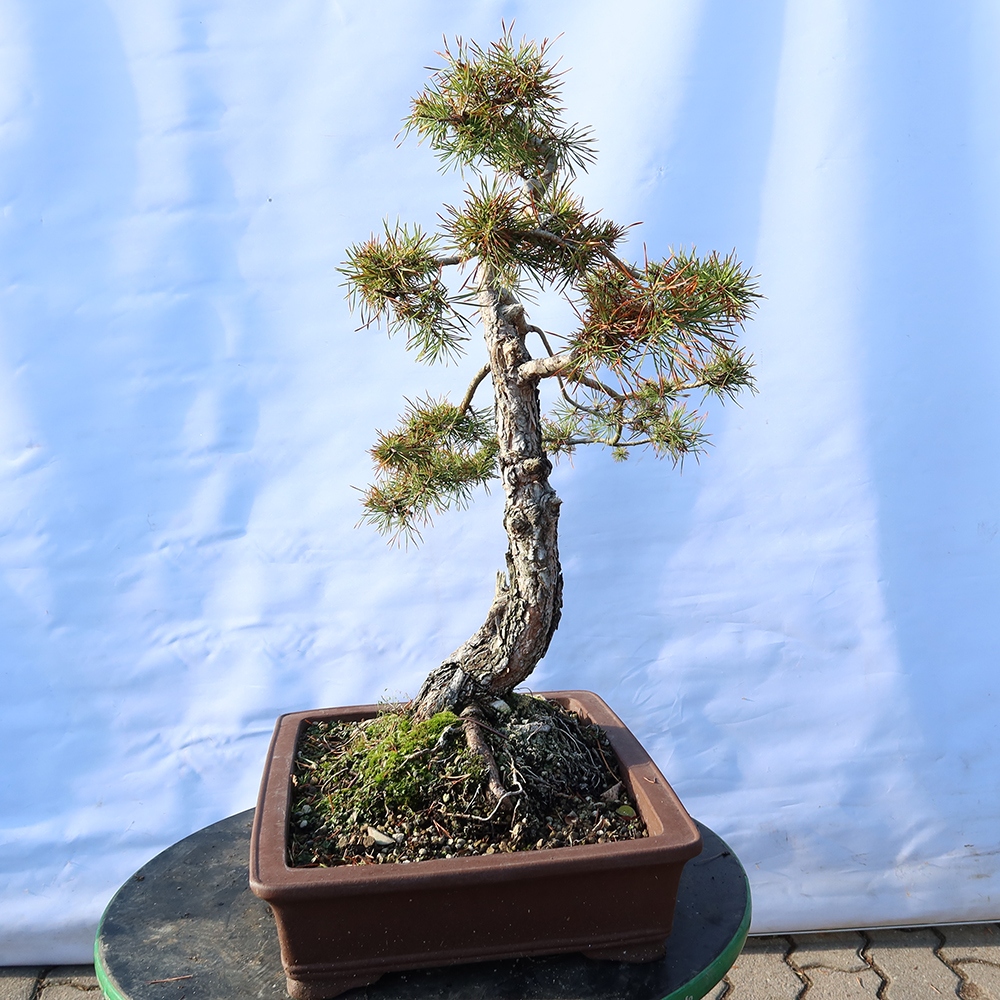 Pinus sylvestris Španielsko – borovica lesná