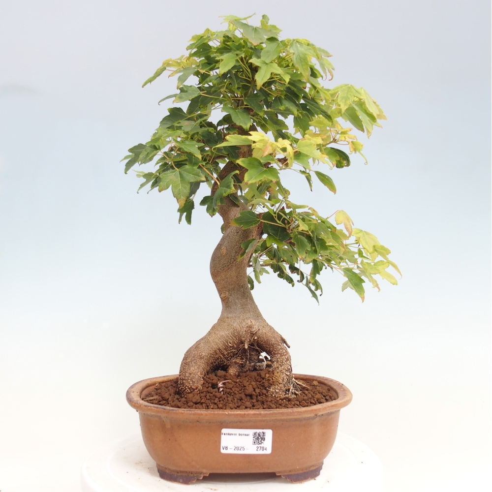 Vonkajšie bonsai - Javor Buergerianum - Javor Burgerův