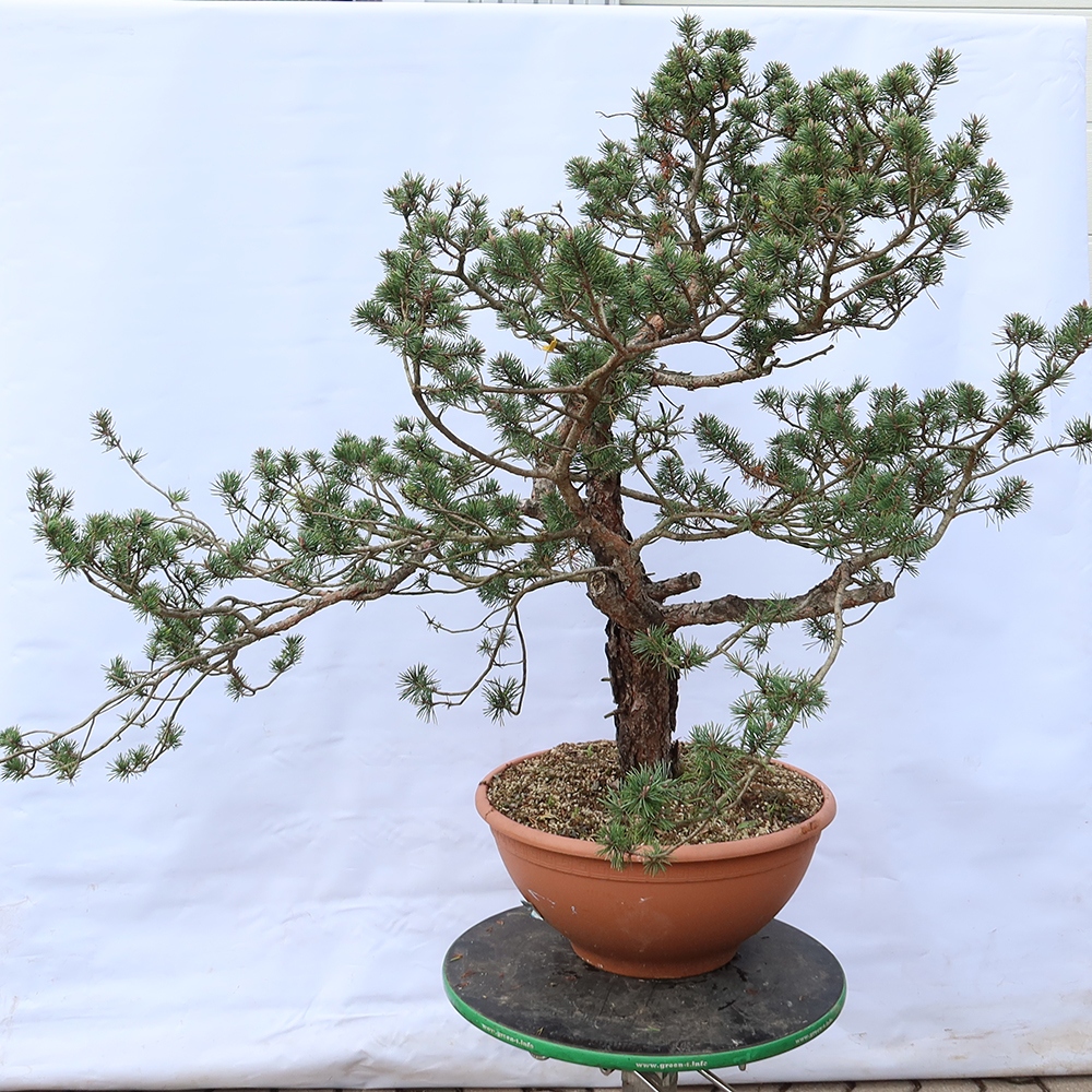 Pinus sylvestris Španielsko – borovica lesná