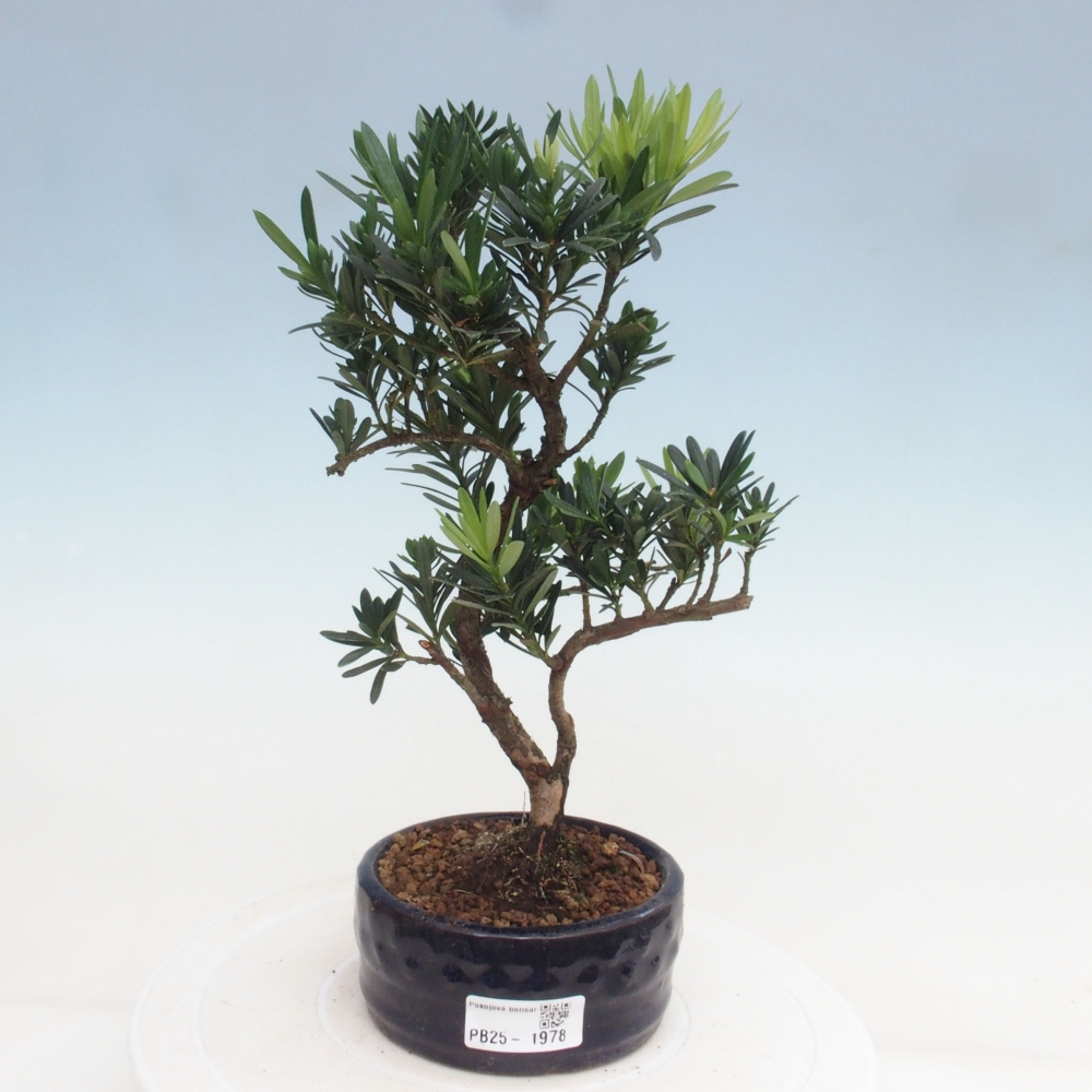 Izbová bonsai - Podocarpus - Kamenný tis