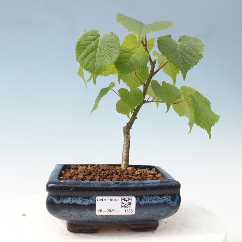 Vonkajšie bonsai - Lipa malolistá - Tilia cordata