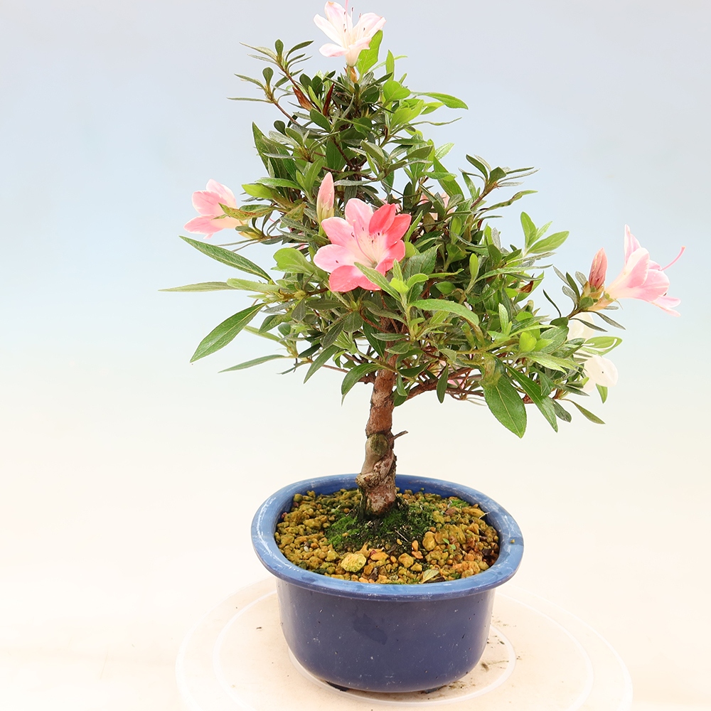 Vonkajšie bonsaje - Japonské azalky - Azalea Senhime