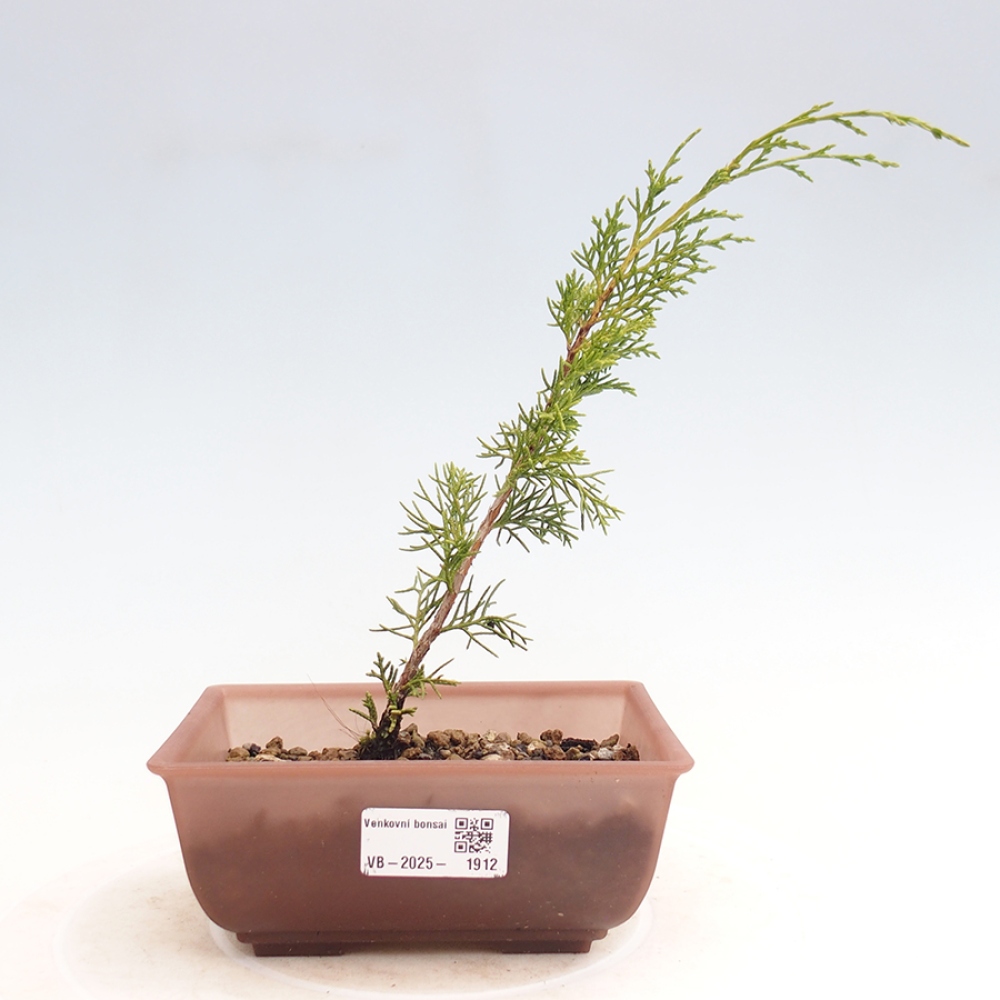 Vonkajší bonsai - Juniperus chinensis Itoigawa -Jalovec čínsky
