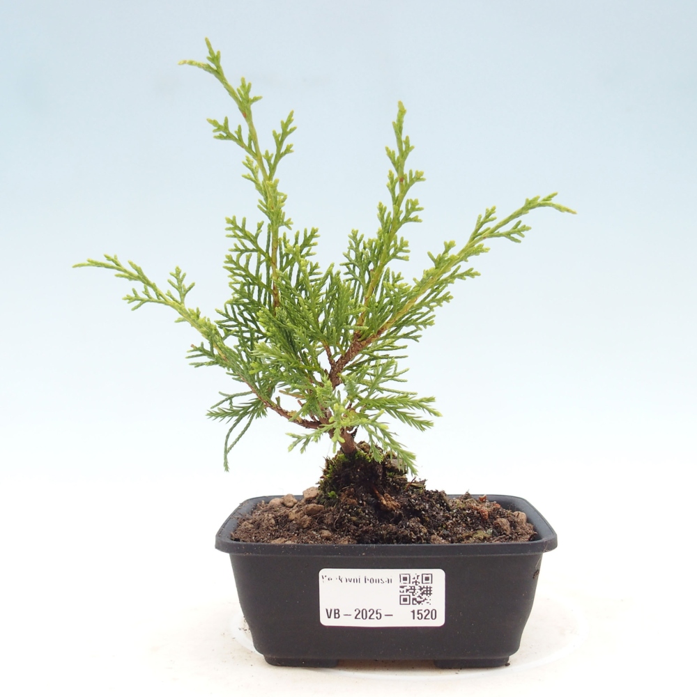 Vonkajší bonsai - Juniperus chinensis Itoigawa -Jalovec čínsky