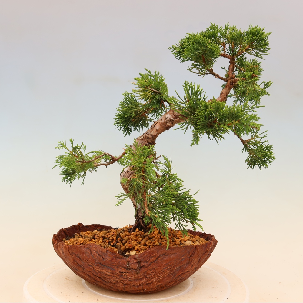 Vonkajší bonsaj - Juniperus chinensis Itoigawa