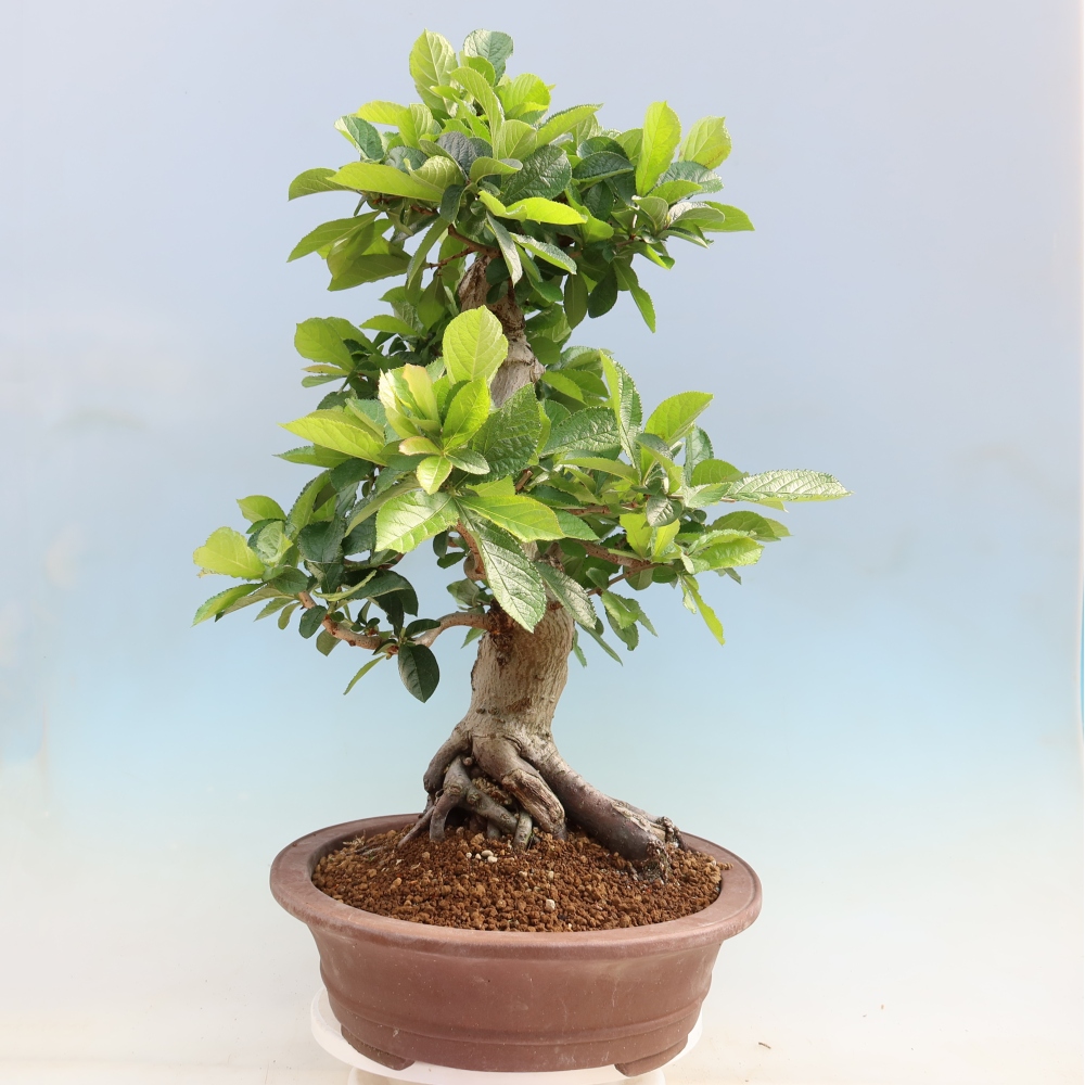 Vonkajšie bonsaje – Photinia chlpatá – Photinia villosa