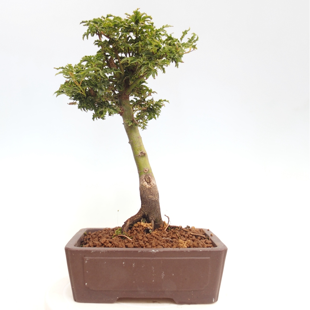Vonkajší bonsai -Javor dlanitolistý Acer palmatum Shishigashira