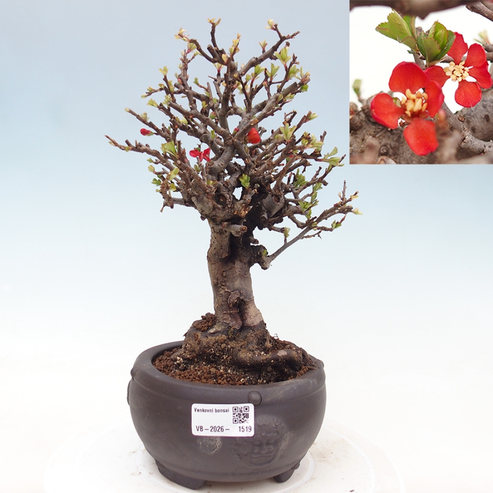 Vonkajšie bonsaje - Chaneomeles speciosa - Kdoule
