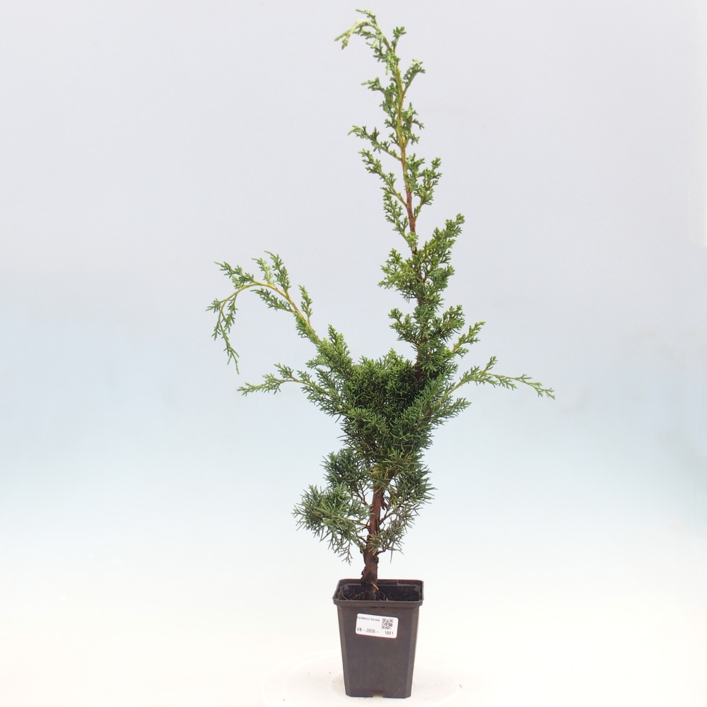 Vonkajší bonsaj - Juniperus chinensis Kishu