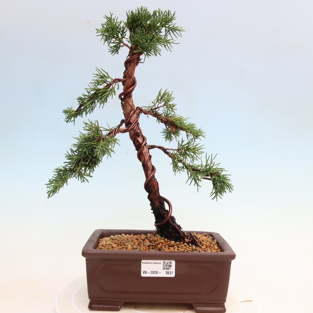 Vonkajší bonsaj - Juniperus chinensis Kishu