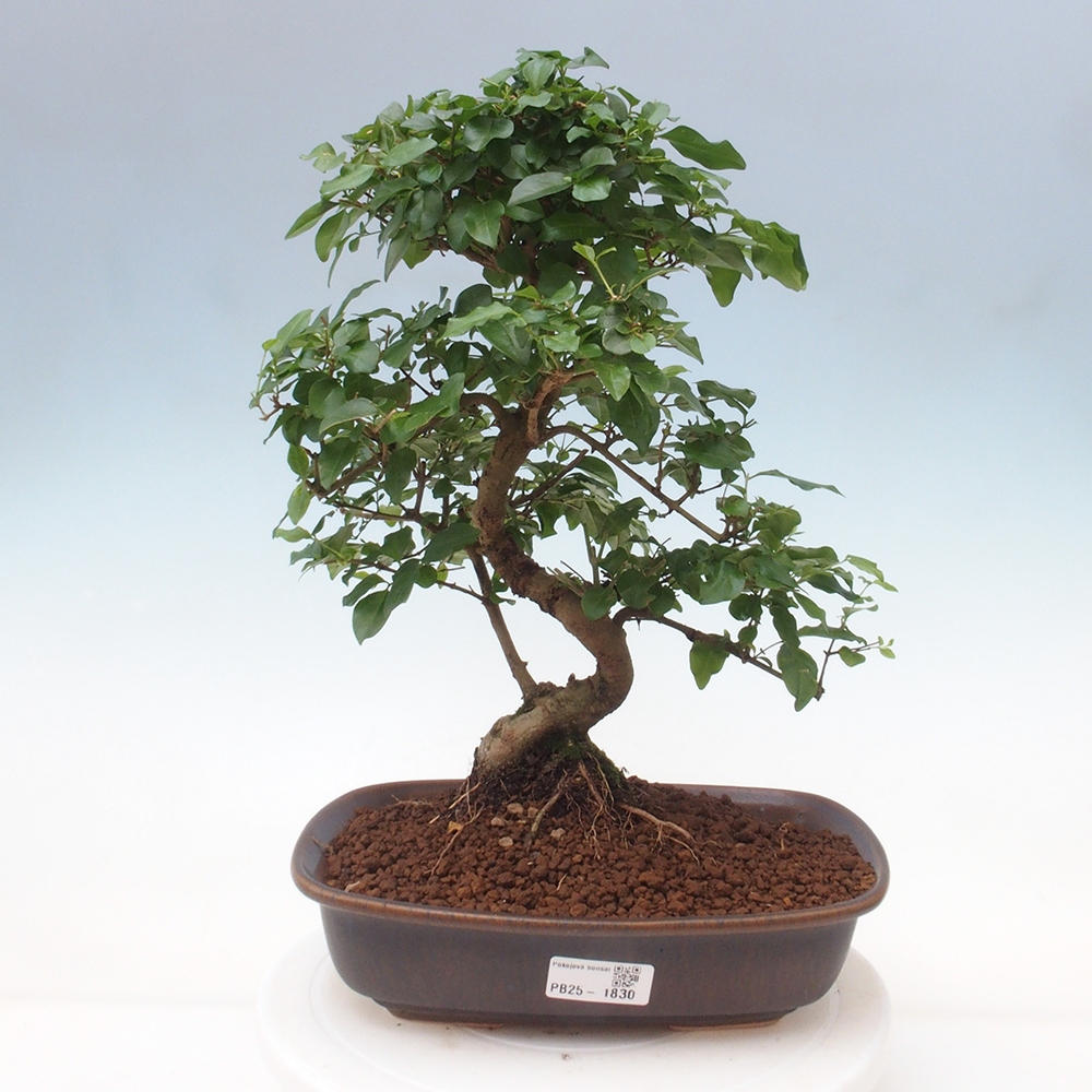 Izbová bonsai -Ligustrum chinensis - Vtáčí zob