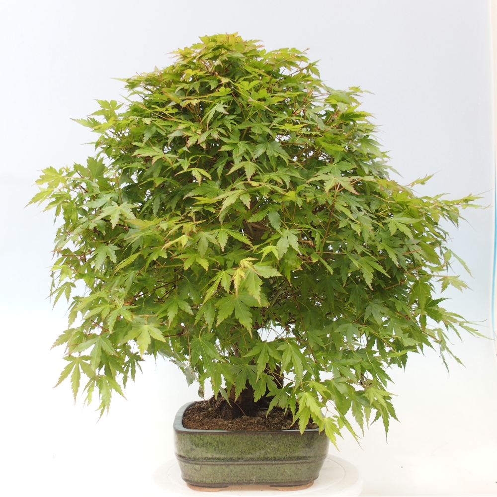 Vonkajšia bonsaj - Acer palmatum - príprava len na palety