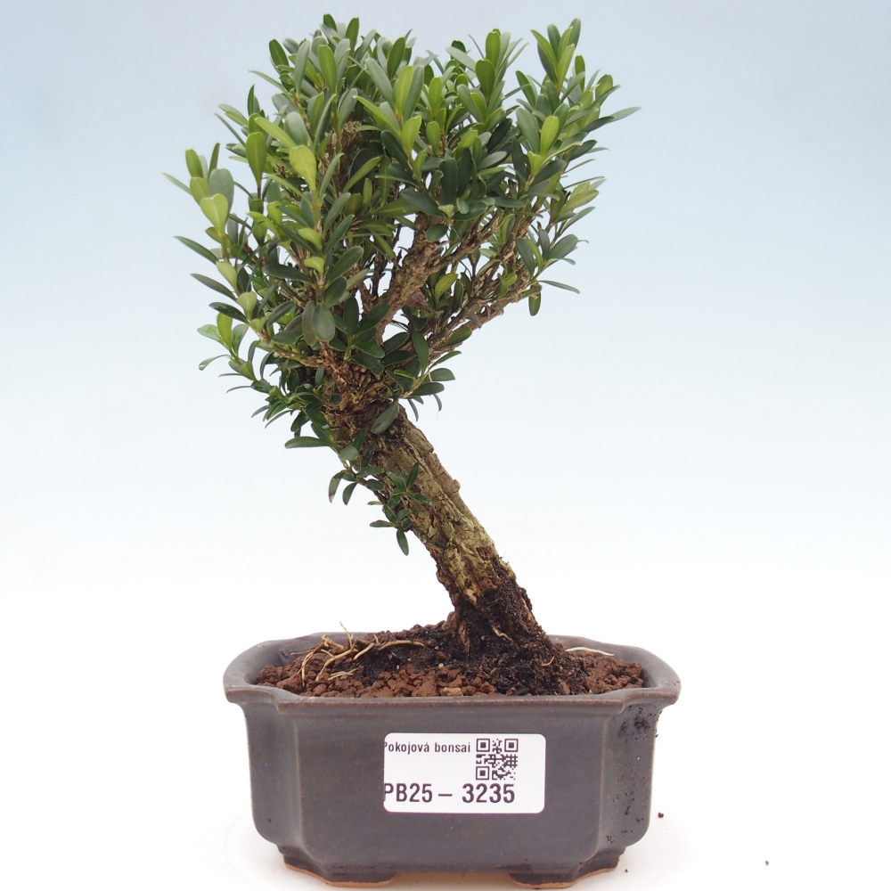 Izbové bonsaje - Buxus harlandii - korkový buxus