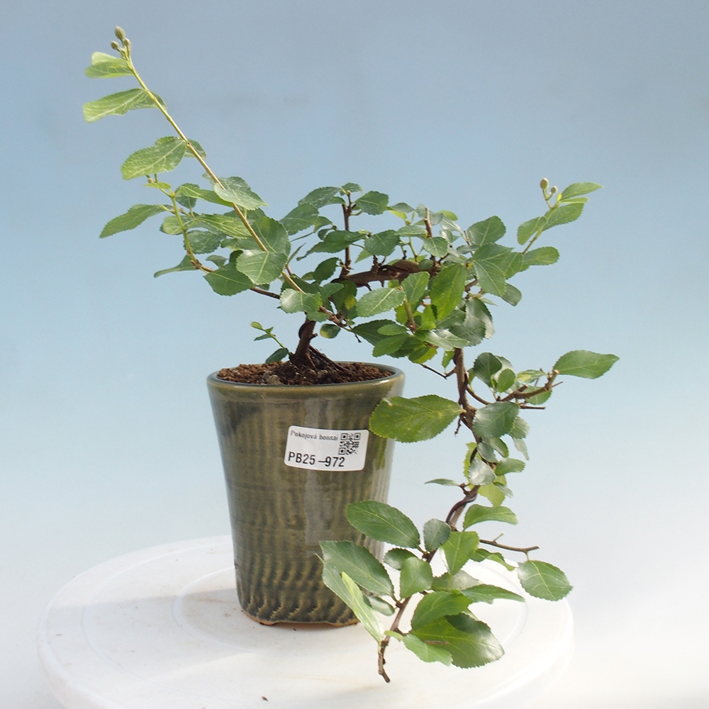 Izbová bonsai - Grewia occidentalis - Hviezdica levanduľová